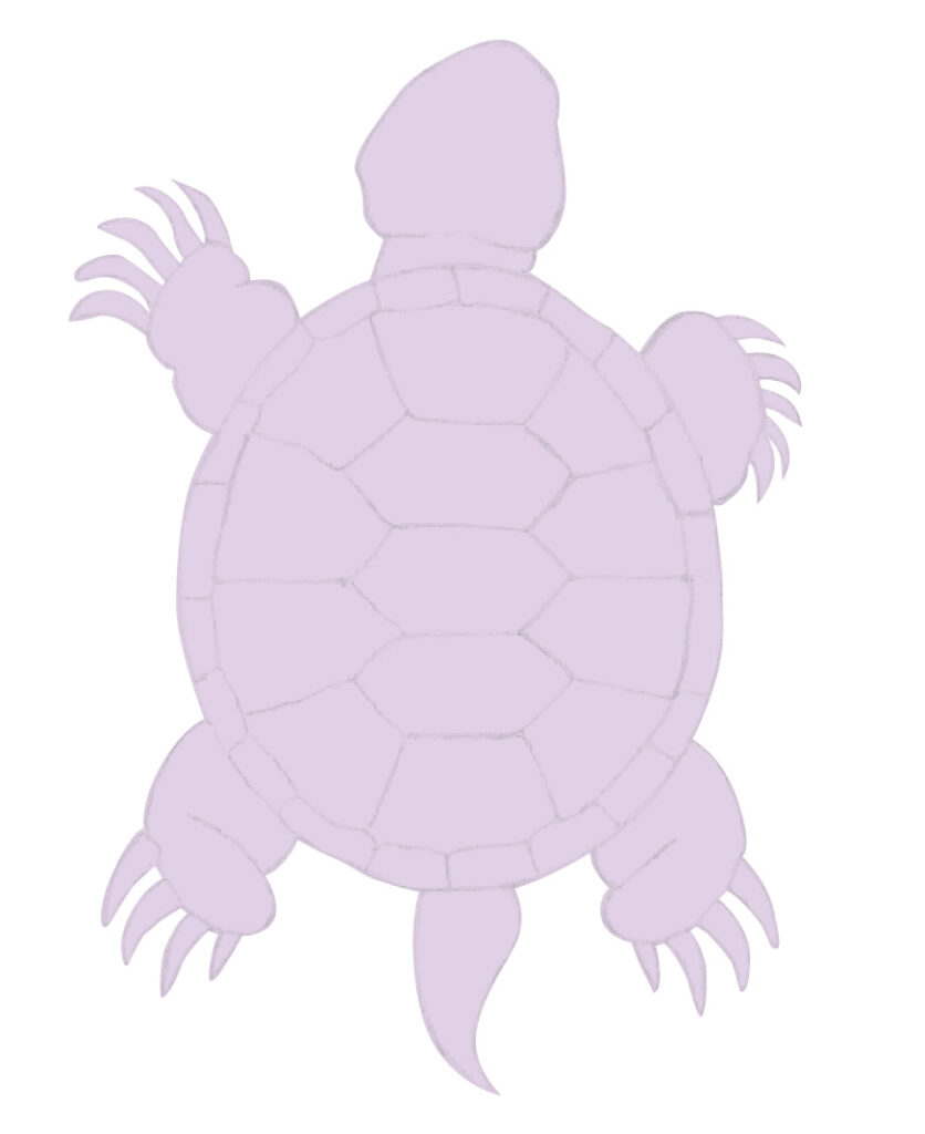 turtle